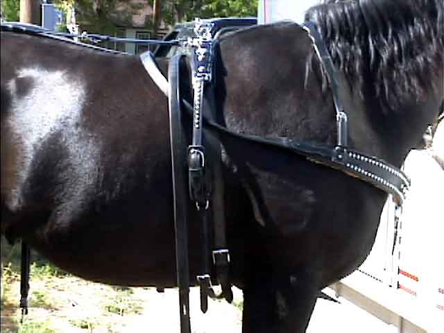 HA11 - Show Harness