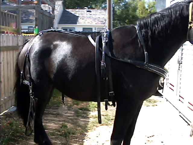 HA11 - Show Harness